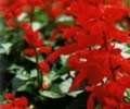 坂祝の町花 : サルビアの画像 坂祝の町花 : サルビアの画像