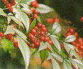 坂祝の町木 : 南天の画像 坂祝の町木 : 南天の画像