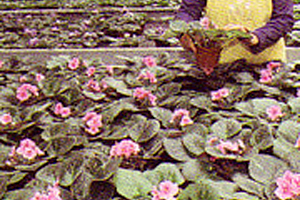 セントポーリアの写真