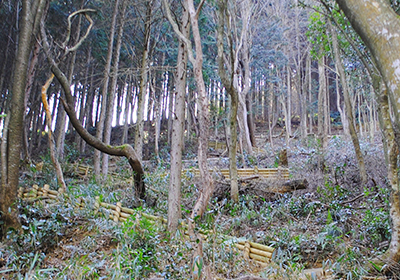 登山道の写真です